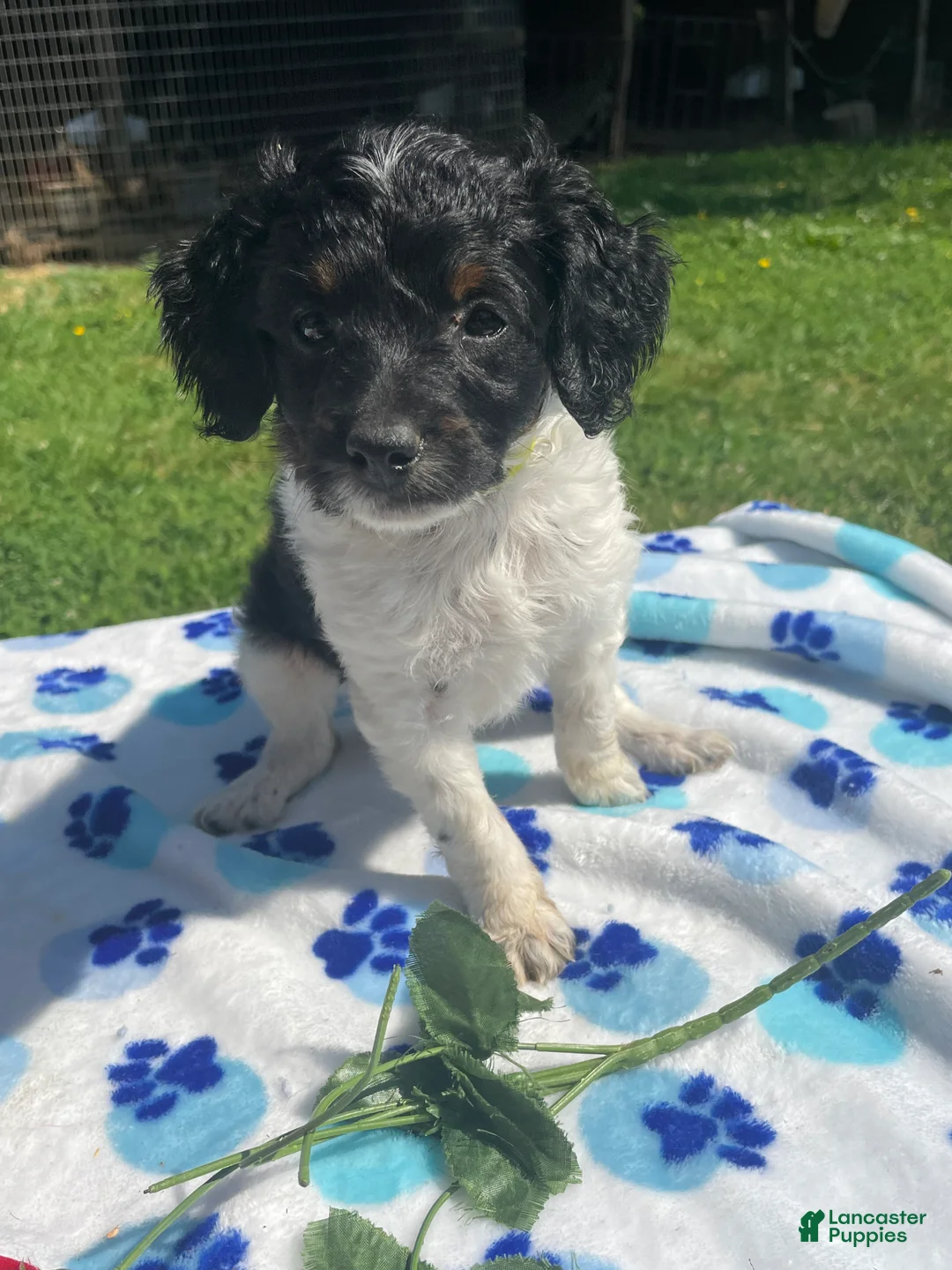 Mixed Breed dogs for sale: Pearl - Ad 4