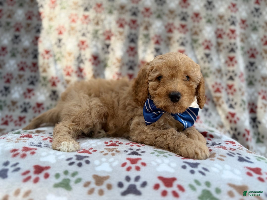 Cavapoo dogs for sale: Jax - Ad 2