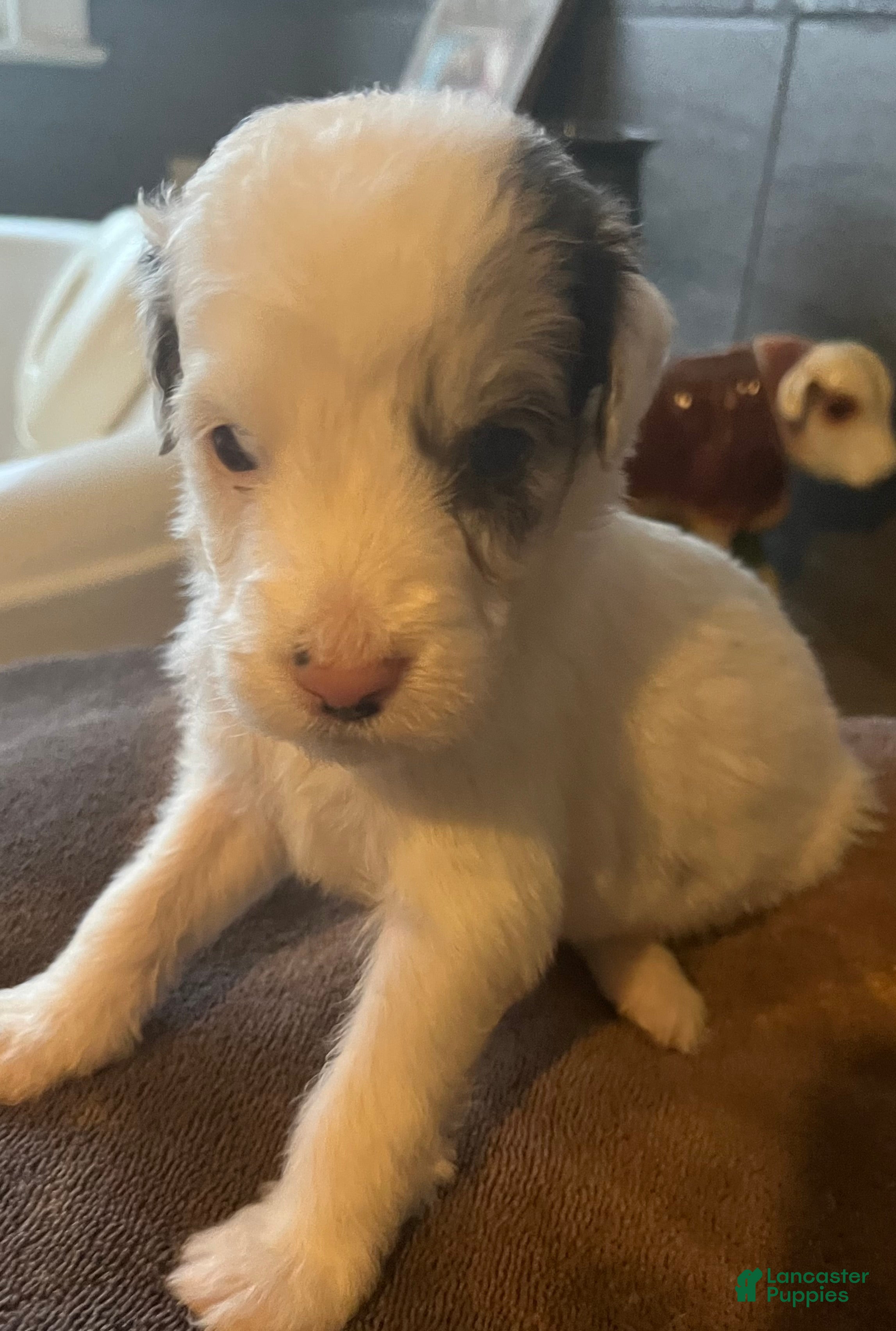 Aussiedoodle dogs for sale: Loco - Ad 2