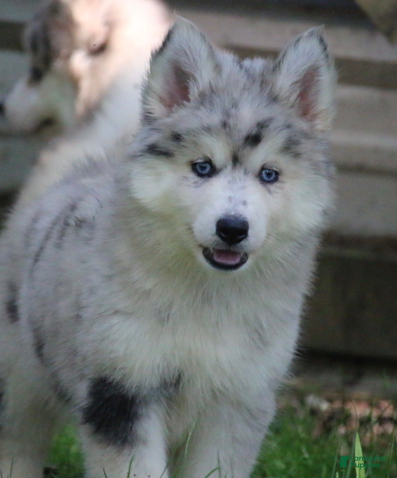 Pomsky dogs Skippy  - Ad 2