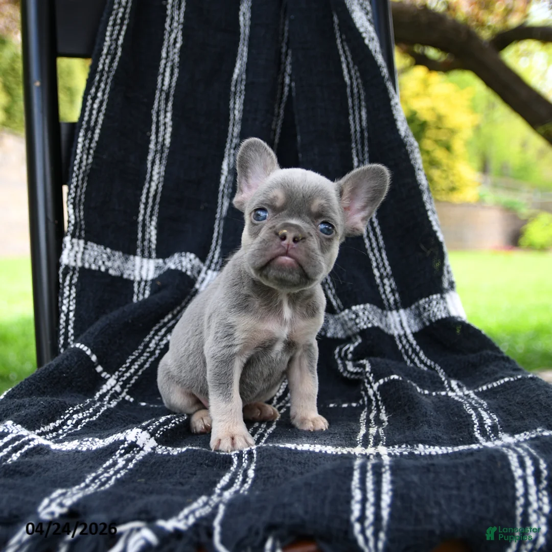 French Bulldog dogs for sale: Rose  - Ad 3