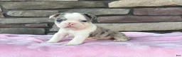 Frenchton dogs for sale: Lilly  - Ad 3