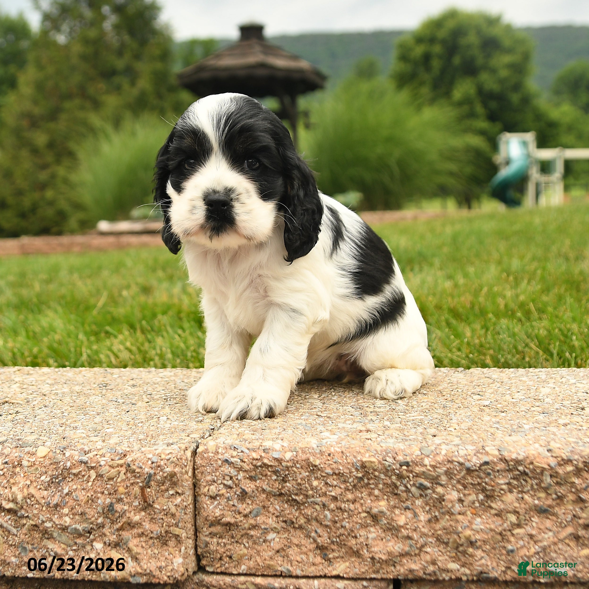 Cocker Spaniel dogs Lucy - Ad 1