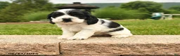 Cocker Spaniel dogs for sale: Lucy - Ad 1