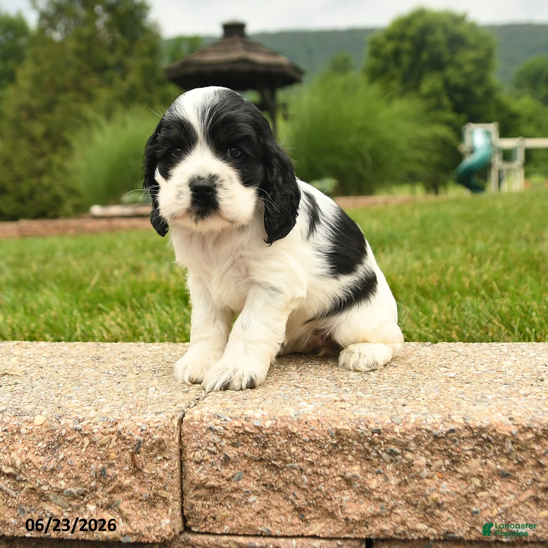 Cocker Spaniel dogs for sale: Lucy - Ad 1