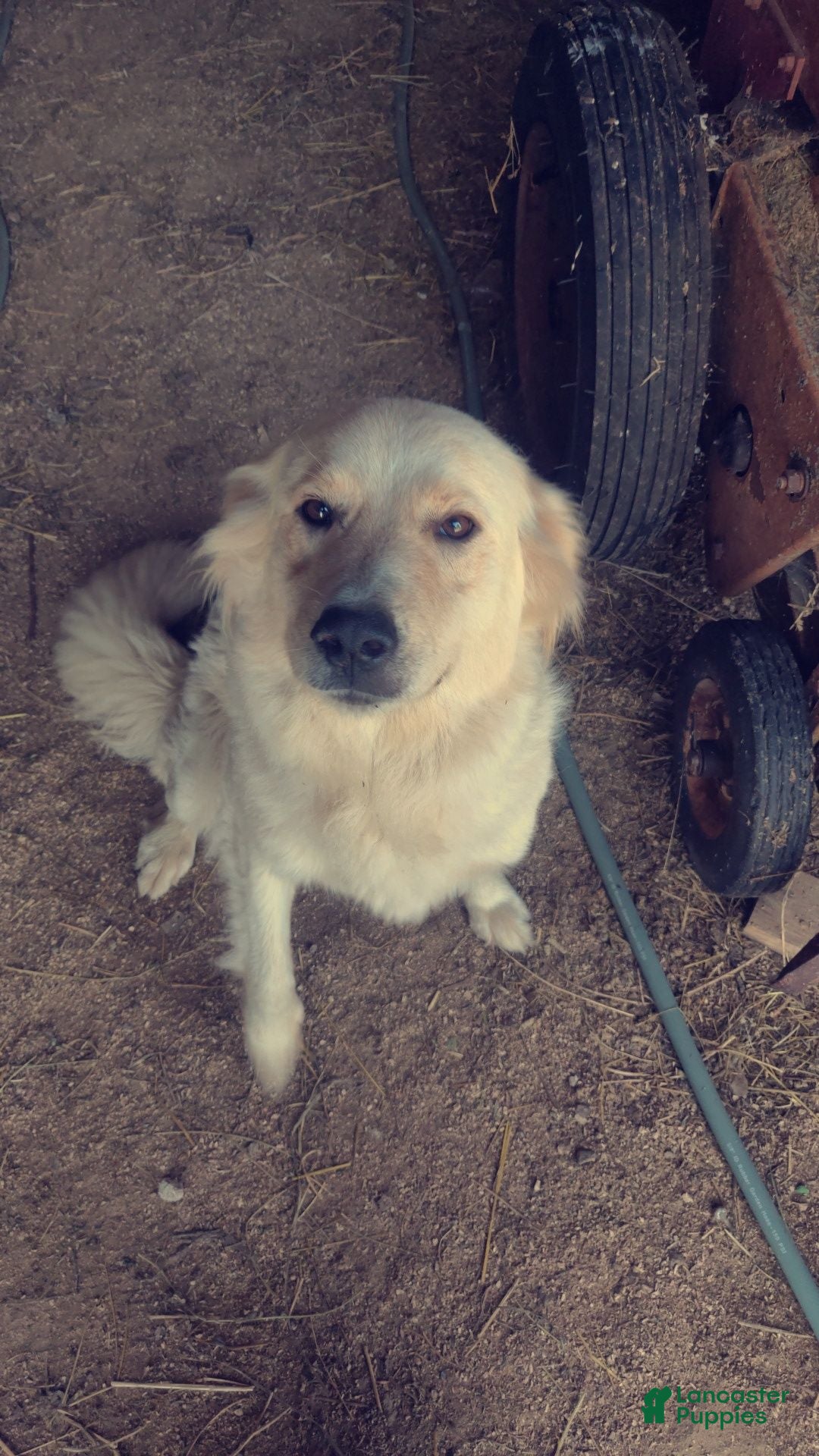 Mixed Breed dogs for sale: Canaan  - Ad 5