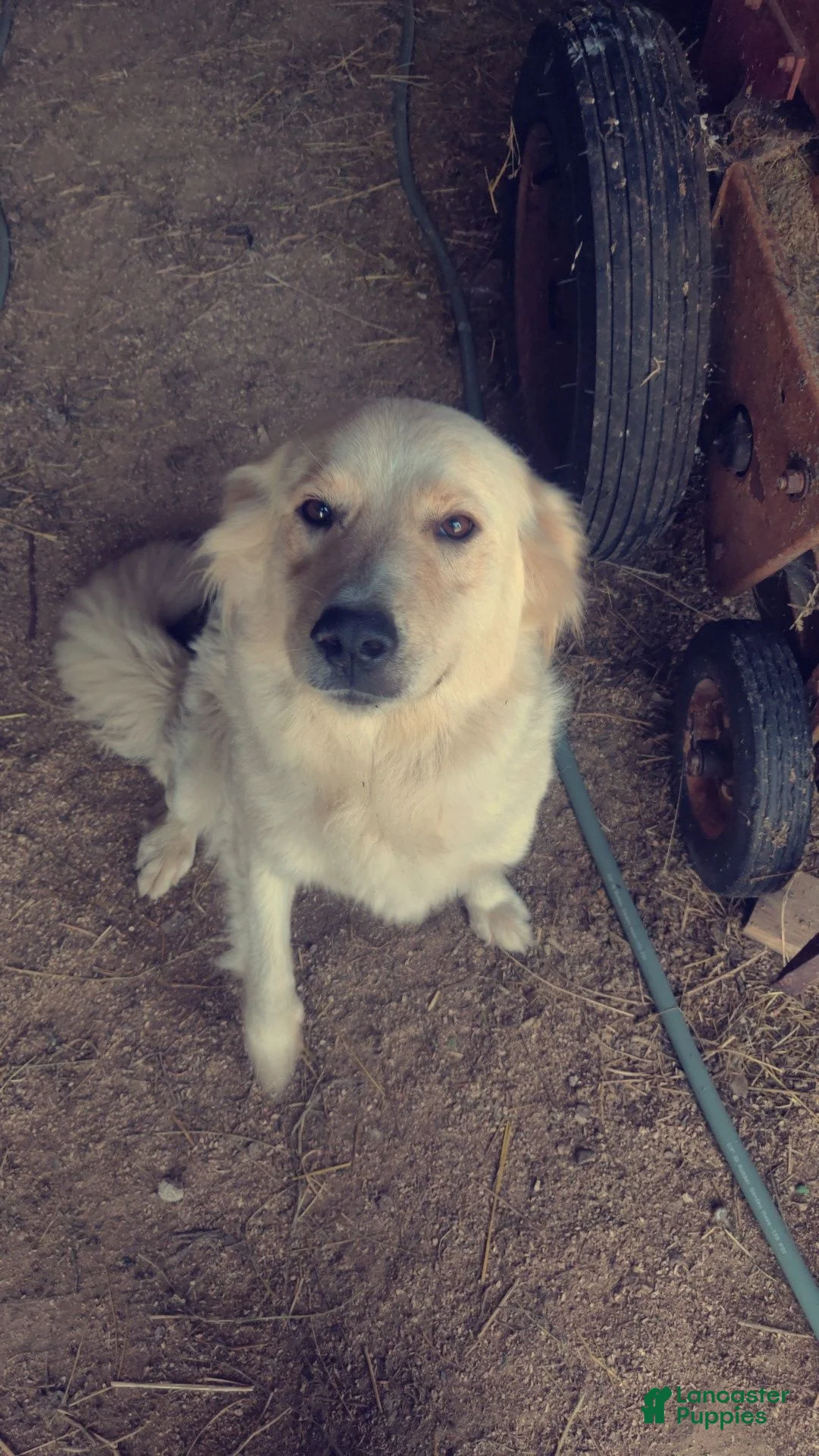 Mixed Breed dogs for sale: Canaan  - Ad 10