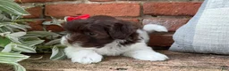 Havapoo dogs for sale: Bella - Ad 7