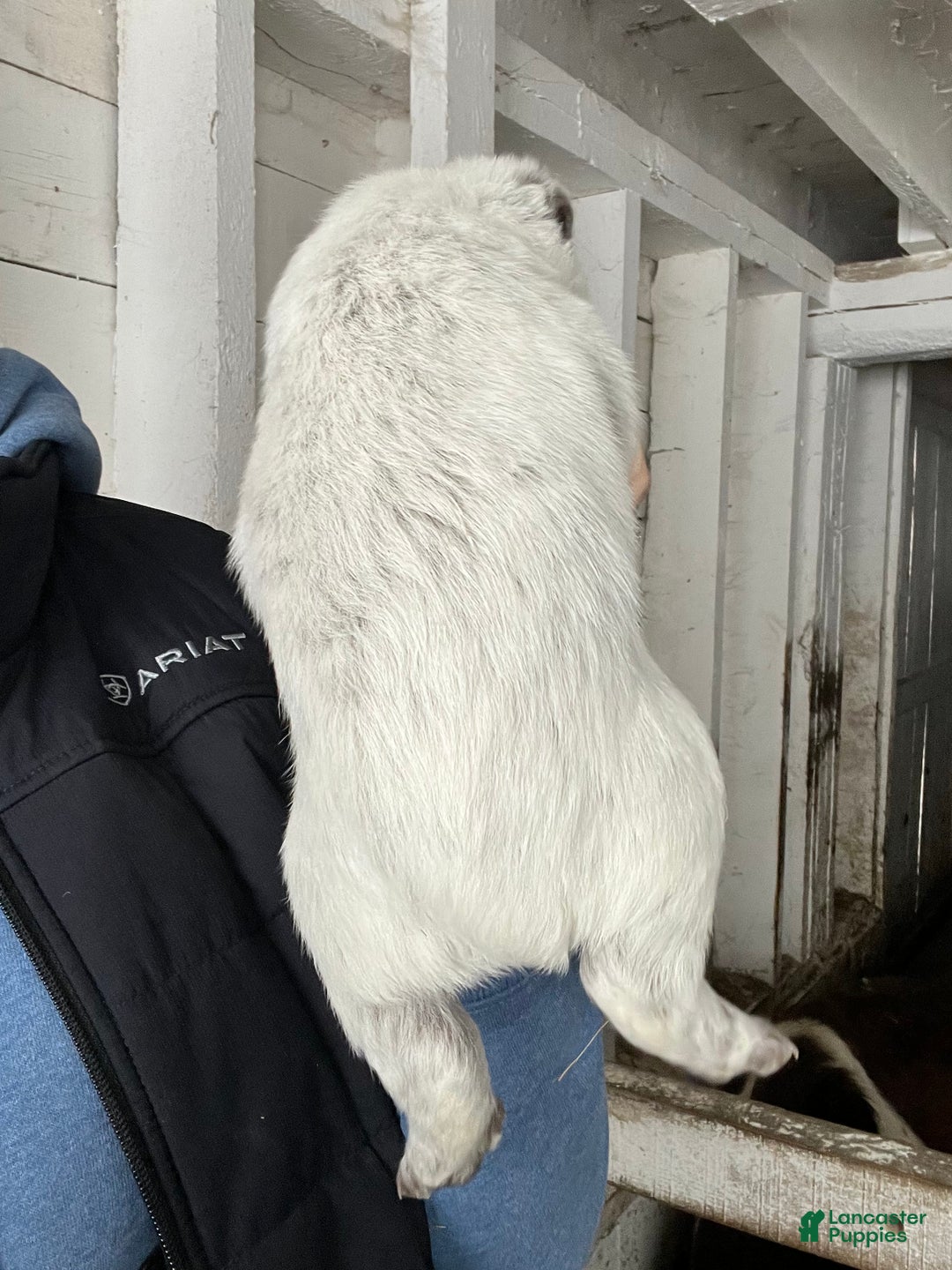 Australian Cattle Dog dogs for sale: Frankie - Ad 2