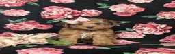 Yorkiepoo dogs for sale: Avery - Ad 3