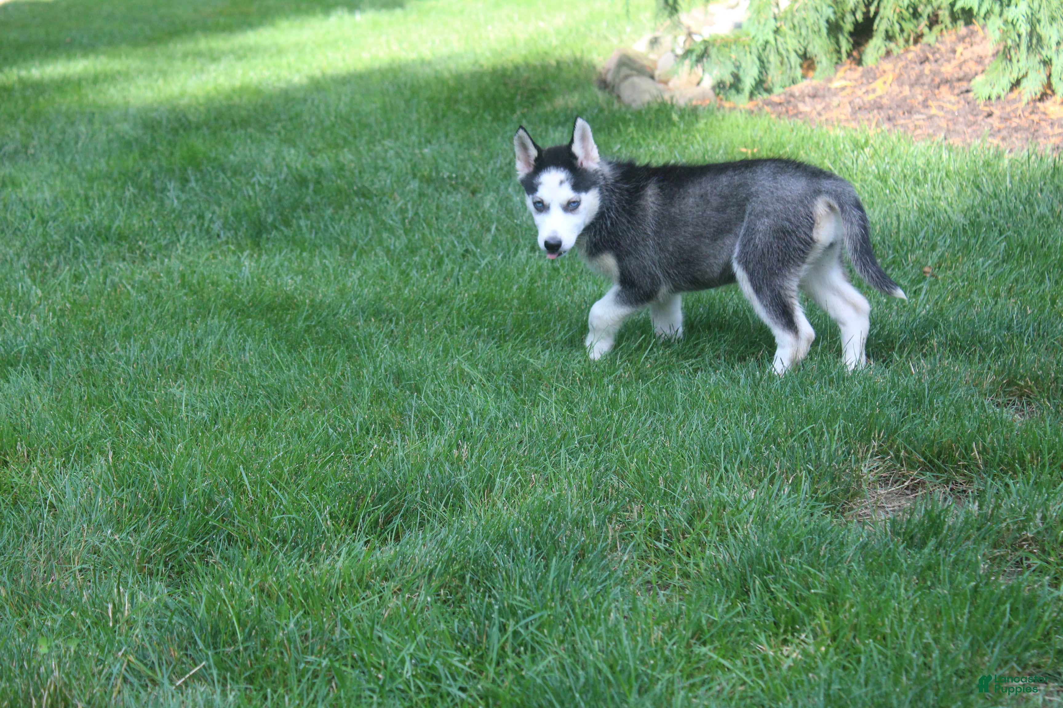 Siberian Husky dogs Crystal - Ad 2
