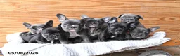 French Bulldog dogs for sale: Hope - Ad 5