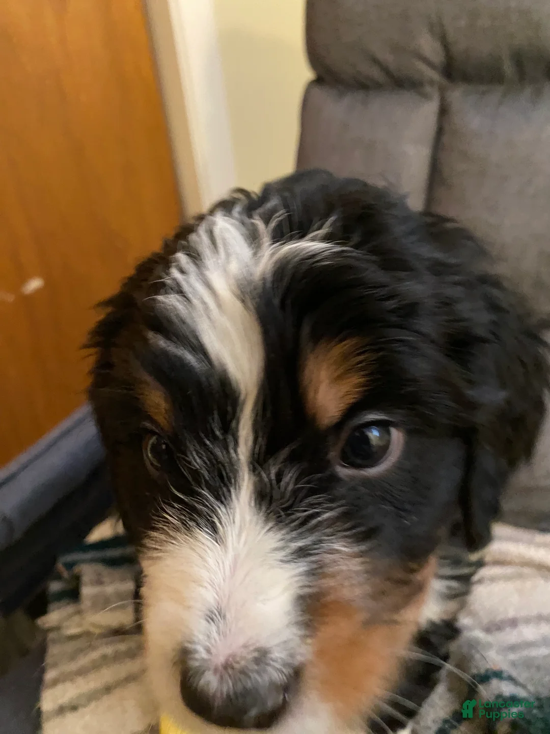 Bernedoodle dogs for sale: Bernedoodle Puppy 3 - Ad 5
