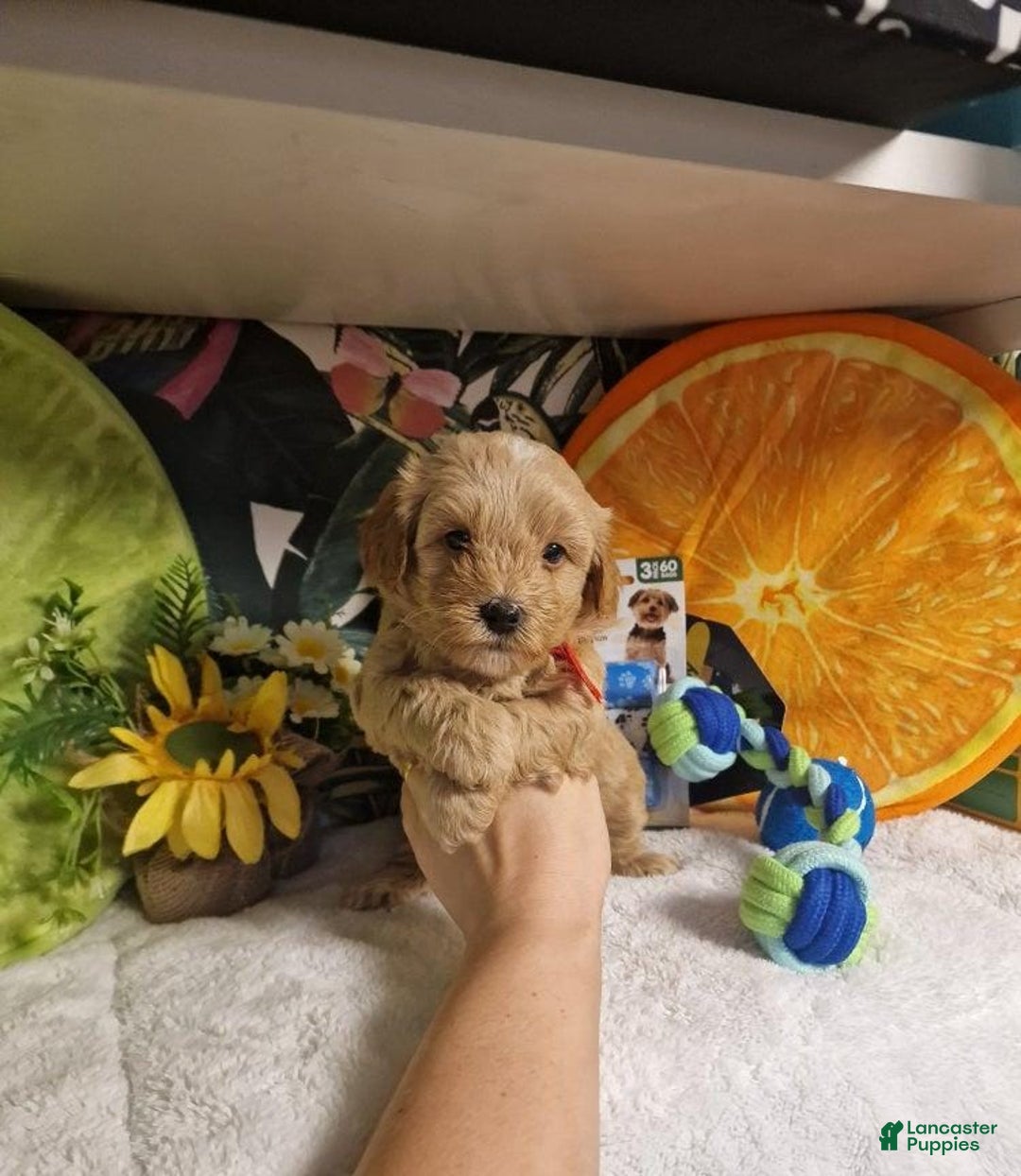 Maltipoo dogs for sale: Suzy - Ad 1