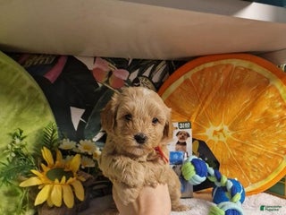 Maltipoo dogs Suzy - Ad 25