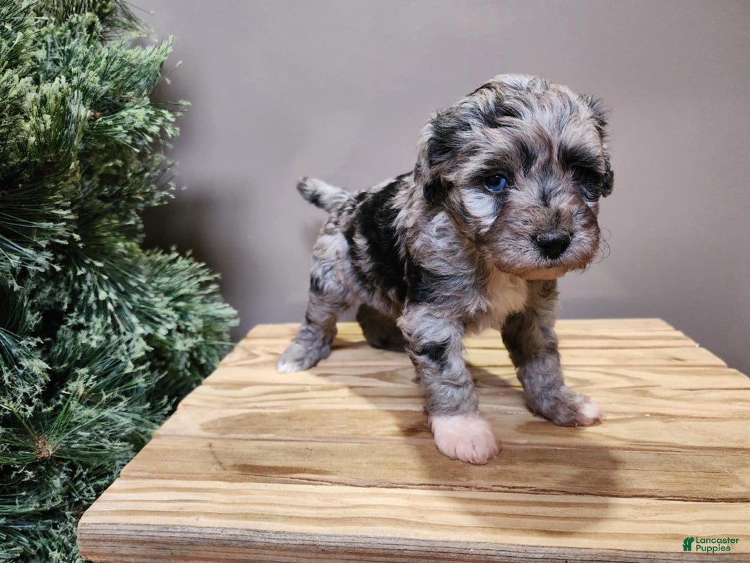 Mini Bernedoodle dogs for sale: Angel - Ad 7