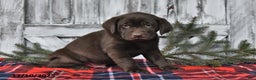 Labrador Retriever dogs for sale: Clifford - Ad 3