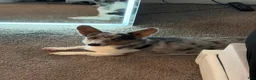 Welsh Corgi Pembroke dogs for sale: Welsh Corgi Pembroke 3 - Ad 5