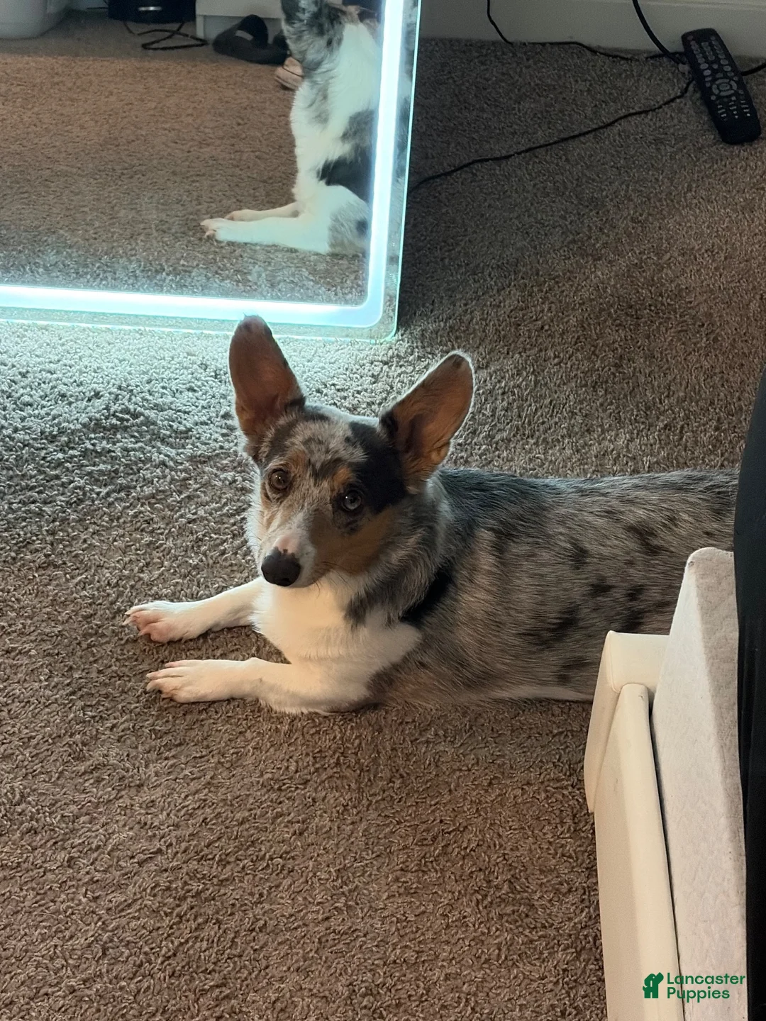 Welsh Corgi Pembroke dogs for sale: Welsh Corgi Pembroke 3 - Ad 5