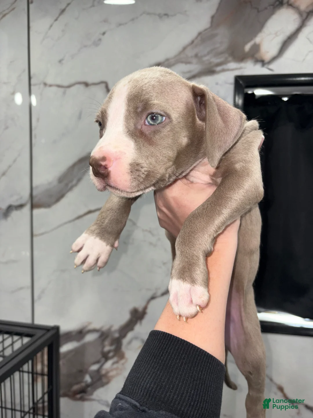 American Pit Bull Terrier dogs for sale: Tino - Ad 2
