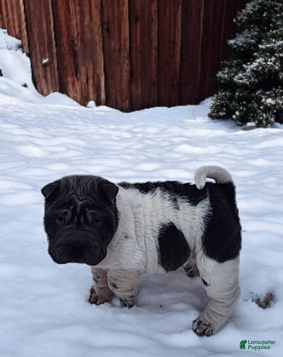 Shar Pei dogs for sale: Bluebelle blue flower mini  - Ad 18