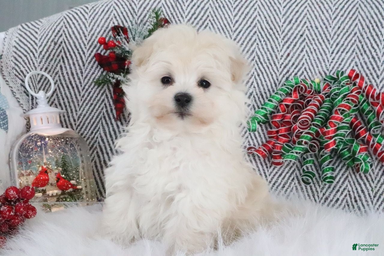 Pomapoo dogs Buddy - Ad 11