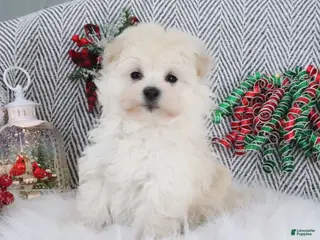 Pomapoo dogs Buddy - Ad 31