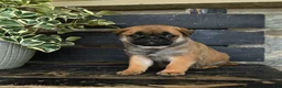 Pug dogs for sale: French Fry - Ad 3