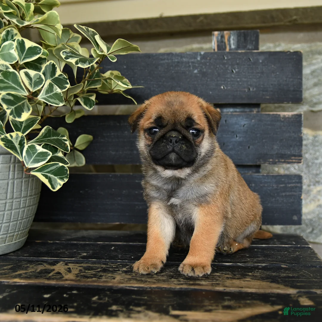 Pug dogs for sale: French Fry - Ad 3