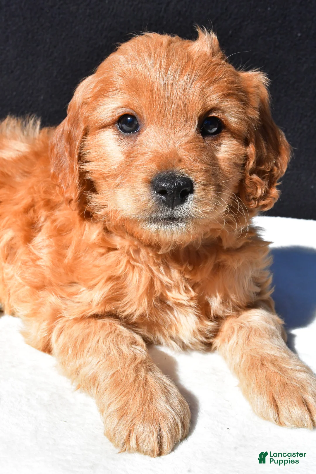 Mini Goldendoodle dogs for sale: Archie - Ad 8