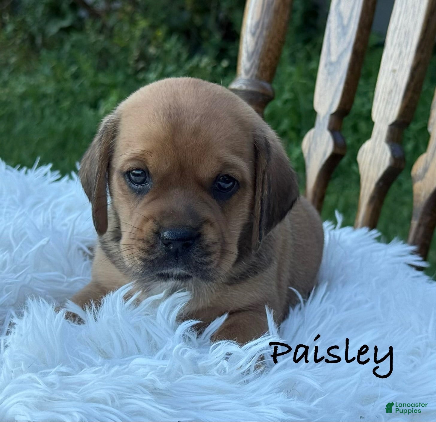 Puggle dogs Paisley  - Ad 1