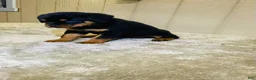 Rottweiler dogs for sale: Rottweiler 5 - Ad 5