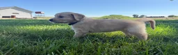 Golden Retriever dogs for sale: Black collar  - Ad 3