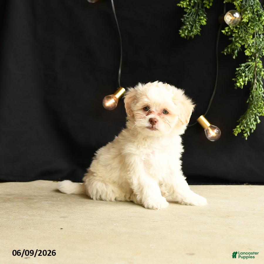 Mixed Breed dogs Bambi - Ad 1
