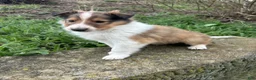Collie dogs for sale: Krisp - Ad 2