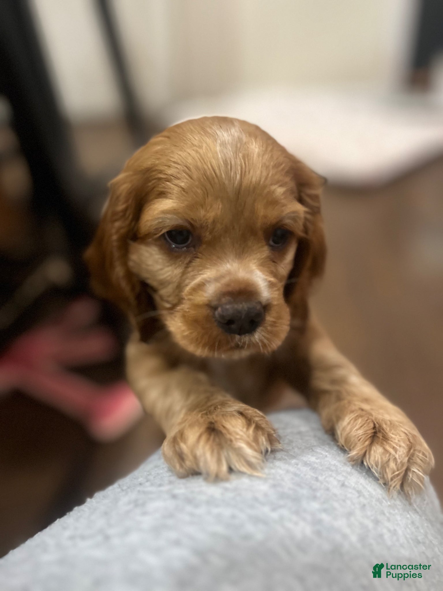Cocker Spaniel dogs Cocker Spaniel Puppy 2 - Ad 26
