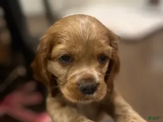 Cocker Spaniel dogs Cocker Spaniel Puppy 2 - Ad 26