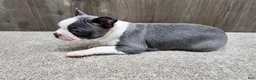 Boston Terrier dogs for sale: Boston Terrier Puppy 2 - Ad 8