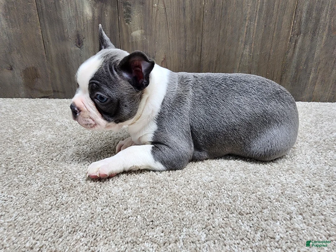 Boston Terrier dogs for sale: Boston Terrier Puppy 2 - Ad 8