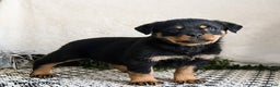 Rottweiler dogs for sale: Goober - Ad 4
