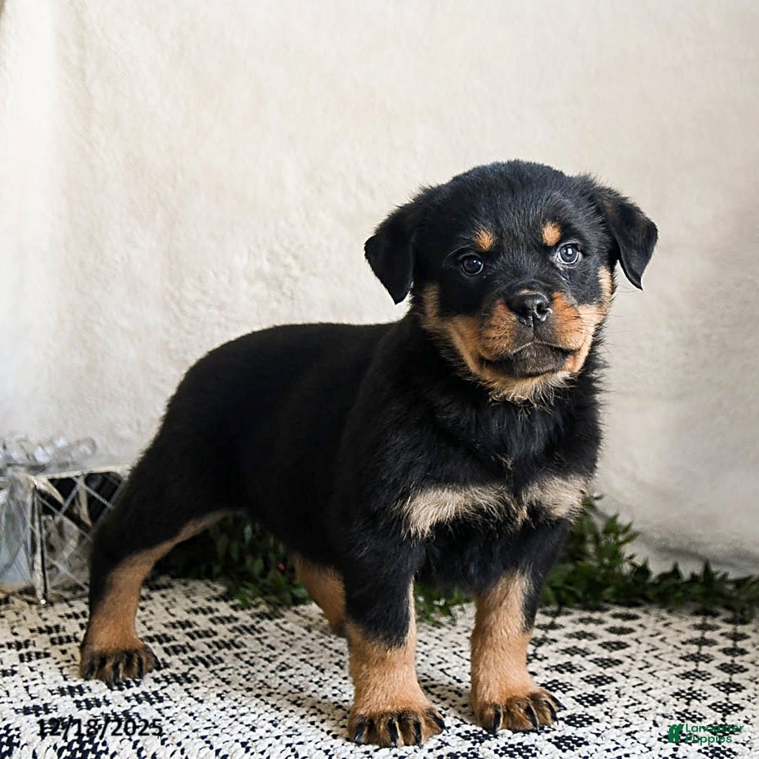 Rottweiler dogs for sale: Goober - Ad 4