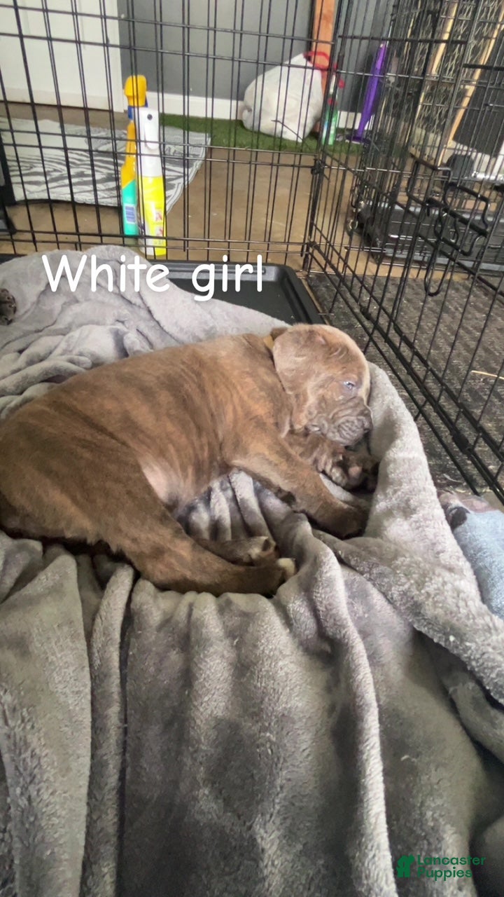 Cane Corso dogs Cane Corso Puppy 7 - White Girl - Ad 1