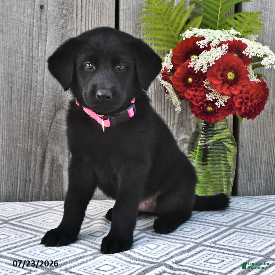 Mixed Breed dogs Mandy - Ad 1