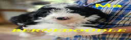 Bernedoodle dogs for sale: Bernedoodle  - Ad 16