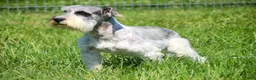 Miniature Schnauzer dogs for sale: Georgia Miniature Schnauzer - Ad 7
