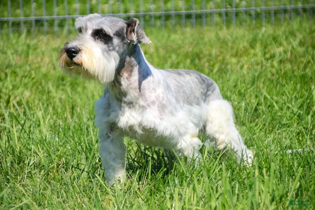 Miniature Schnauzer dogs for sale: Georgia Miniature Schnauzer - Ad 7
