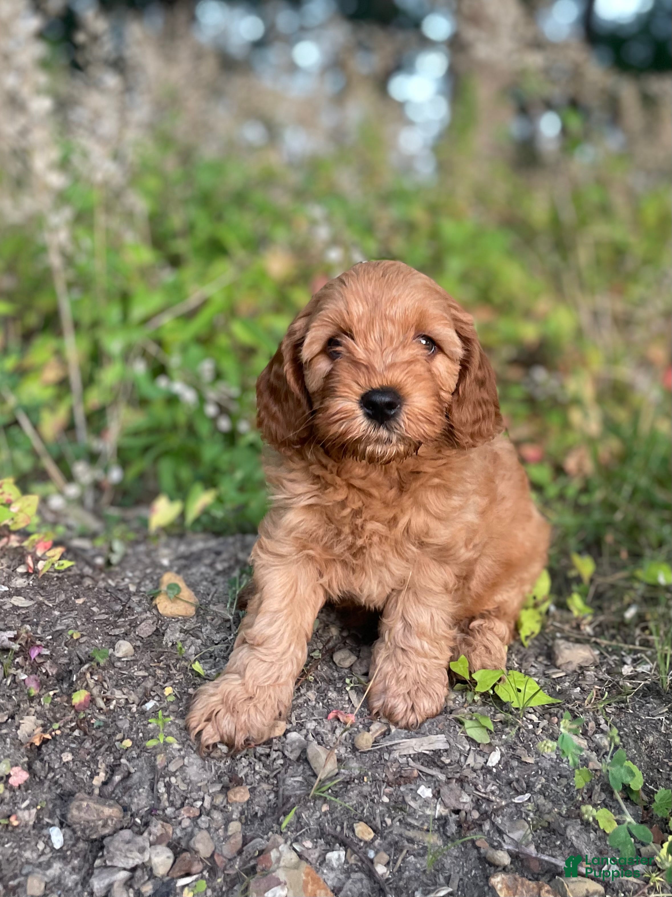 Cavapoo dogs Charlie  - Ad 1
