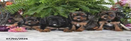 Cavalier King Charles Spaniel dogs for sale: Choco - Ad 3