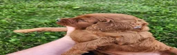 Cavapoo dogs for sale: Fern  - Ad 4