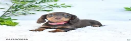 Miniature Dachshund dogs for sale: Maggie - Ad 5